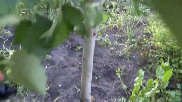 Дерево боярышник шиповник | Урожайный огород Татьяна новое видео смотреть онлайн