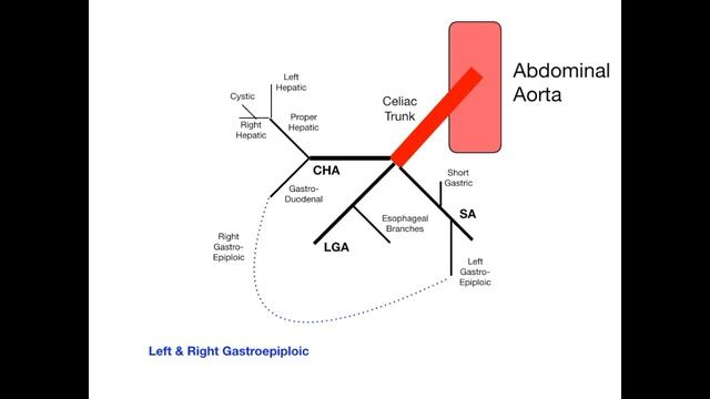 Celiac Trunk Anatomy смотреть онлайн