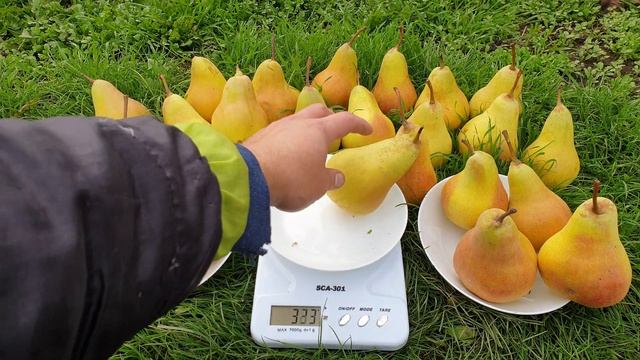 ПОМОГИТЕ ОПРЕДЕЛИТЬ СОРТ ГРУШИ!!! ПОТРЕБЛЕНИЕ СОРТА ОКТЯБРЬ - НОЯБРЬ смотреть онлайн