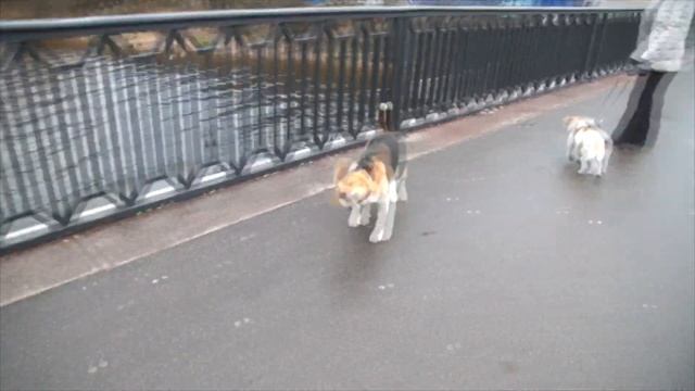 Как научить собаку слушать хозяина. Дрессировка бигля Порода бигль. 5 РЕКОМЕНДАЦИЙ смотреть онлайн