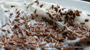 Полезные свойства семени льна. Кому и как нужно принимать льняное семя? Народные рецепты