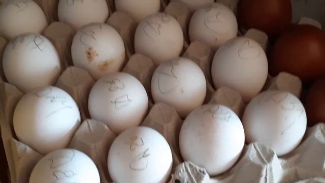 Решила завести кур породы Билефельдер!!! Закладка на инкубацию, проверка оплода... смотреть онлайн