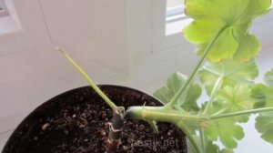 10 типичных болезней Герани! Как вылечить Пеларгонию?