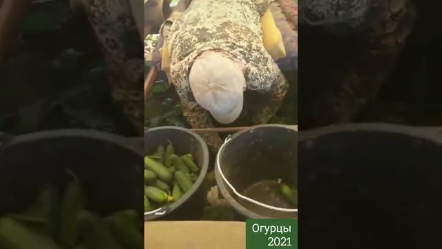 Сбор огурчиков в Луховицах смотреть онлайн