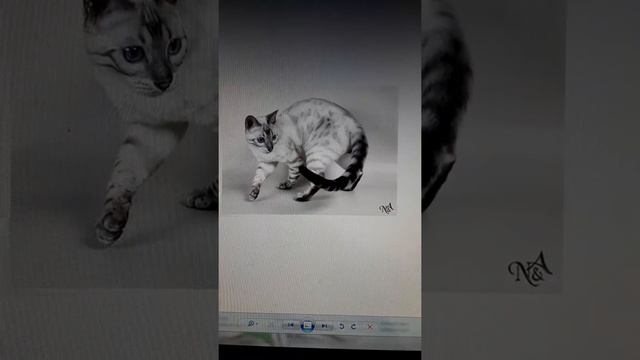 Окрасы бенгальской кошки смотреть онлайн