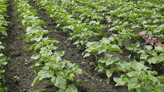 Окучиваю подсолнух Белла, Орель. МТЗ-82. Нашествие гусеницы. смотреть онлайн