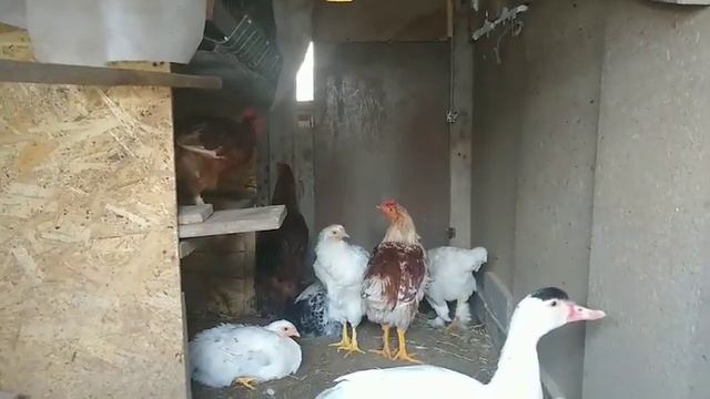 В каком возрасте петух начинает топтать кур?//куры смотреть онлайн