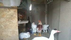 В каком возрасте петух начинает топтать кур?//куры