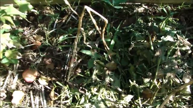 Что делаю с Сельдереем и Смородиной в сентябре. Дождеватель в теплице. смотреть онлайн