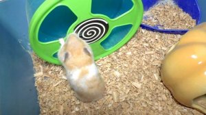 Одиночное и парное содержание хомяков. Ссаживание и знакомство. Хомяки дерутся - что делать?