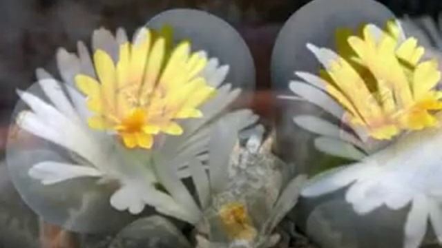 10 МЕЛОДИИ ЦВЕТОВ ЛИТОПСЫ смотреть онлайн