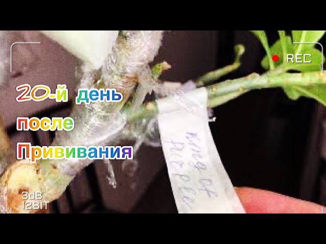 Адениум. 20-й день после прививания. Мультипрививка адениума смотреть онлайн