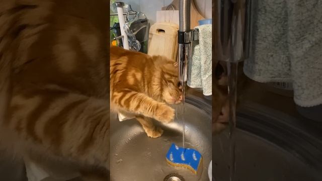 Мейн-кун Один. Обнаглевшая рыжая морда??? смотреть онлайн