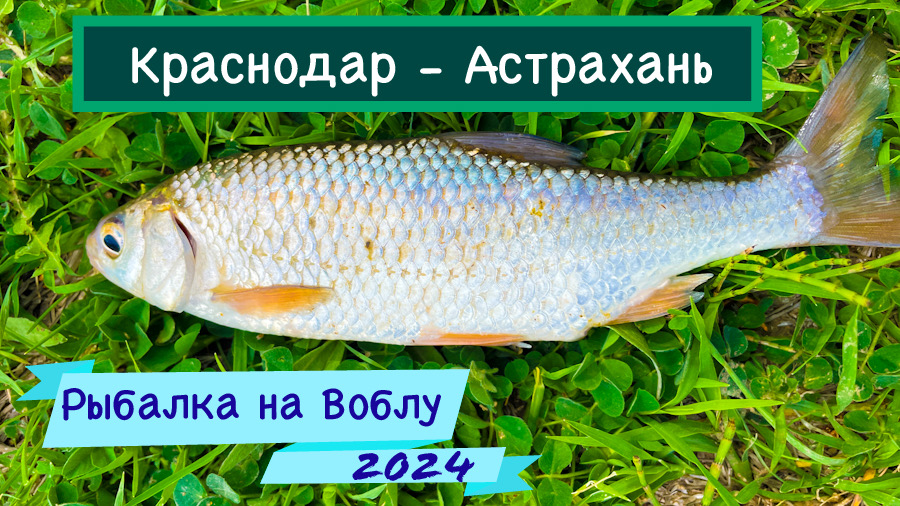 Рыбалка на воблу в Астрахани из Краснодара. смотреть онлайн