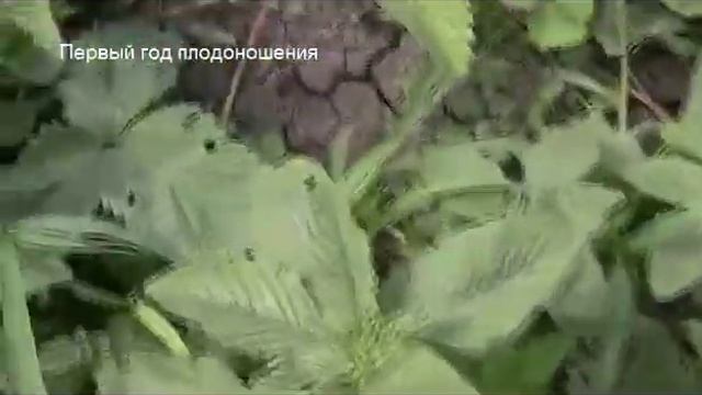 Клубника "Чамора Туруси" смотреть онлайн