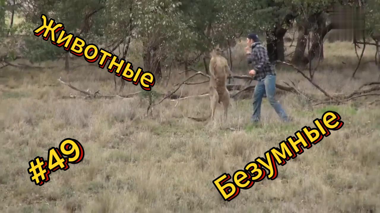 ДО СЛЁЗ ? подборка безумных животных | Смешные видео - Лучшие ПРИКОЛЫ 49 смотреть онлайн