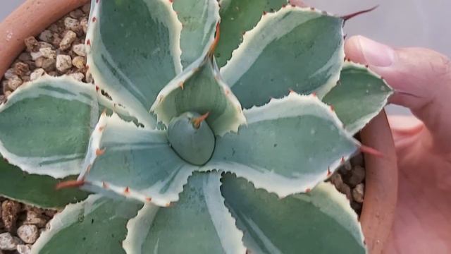 Agave potatorum cv. Kichijokan смотреть онлайн