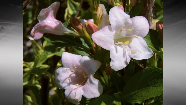 Tarkalevelű rózsalonc (Weigela florida 'Variegata') - videó képekben смотреть онлайн