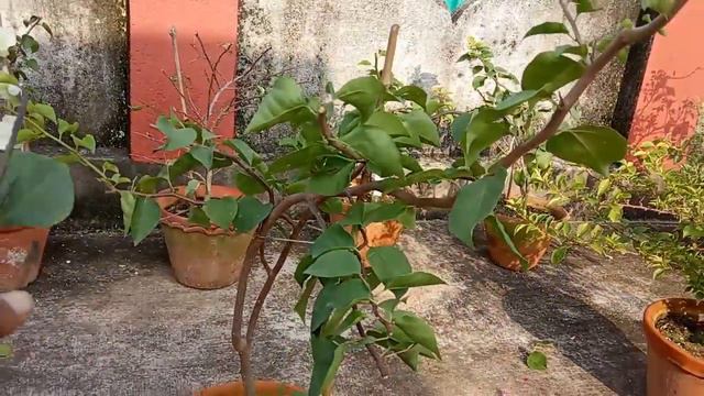 How to prune Bougainvilleas for maximum flowers ? Best time to Prune Bougainvillea? смотреть онлайн