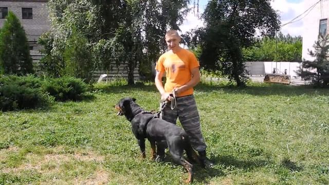 Обучение командам Фас и Чужой, работа собаки по команде. смотреть онлайн