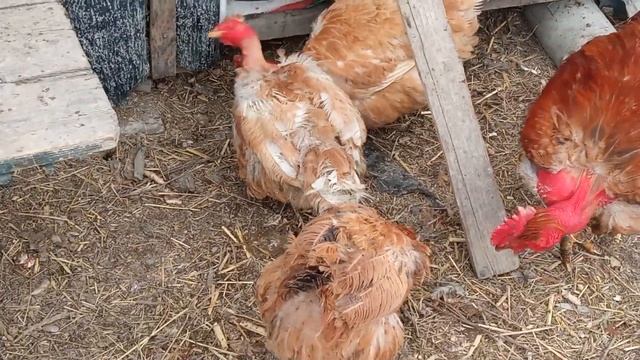 LifeVlog:ЛИНЬКА У КУР НЕСУШЕК. РАННЯЯ ИЛИ ПОЗДНЯЯ? смотреть онлайн