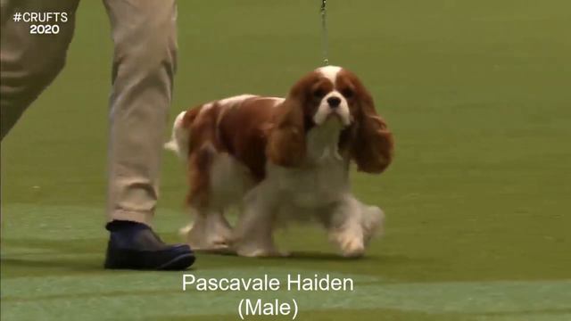 Best of Breed, Toy Group|CAVALIER KING CHARLES SPANIEL| смотреть онлайн