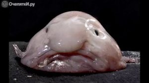 5 самых опасных рыбы в мире