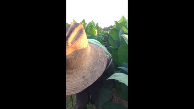 IADC - 1.Tobacco harvesting in the Vuelta Abajo in Cuba смотреть онлайн