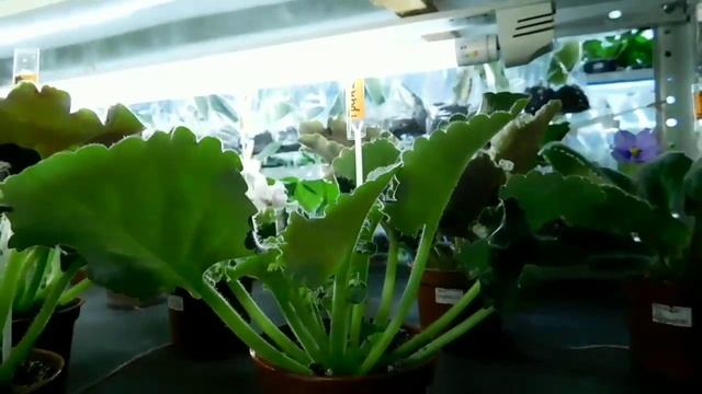 Освещение стеллажей с фиалками смотреть онлайн