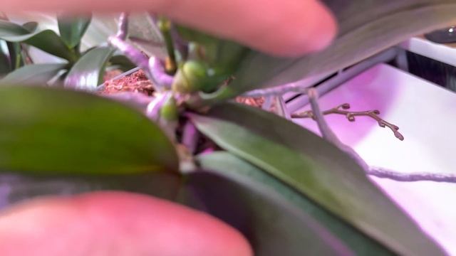 Ответы на вопросы #2: 1. Закрытая система не панацея. 2. Мой уход за Парфюмерными Фабриками. смотреть онлайн