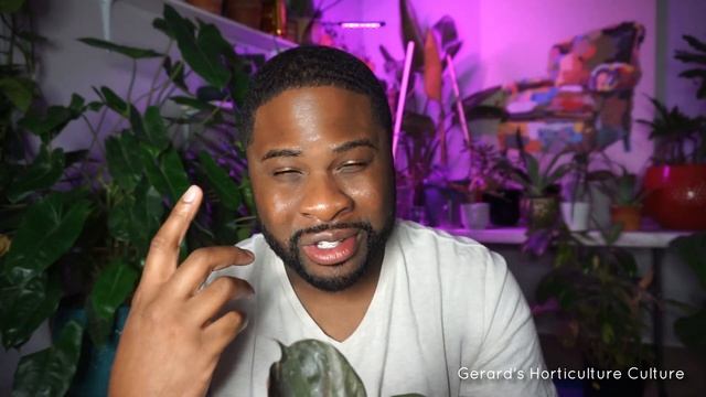 Red Heart Philodendron