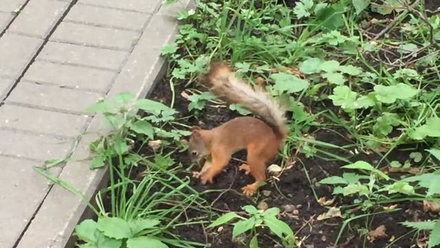 Тиха украинская ночь, но сало надо перепрятать смотреть онлайн