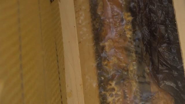 Трутни в семьях карпаток смотреть онлайн