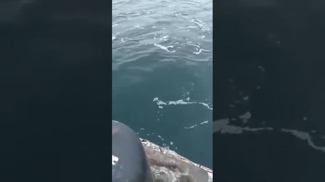 Касатки в Магаданском морском порту (Whales-killer In Magadan Seaport)