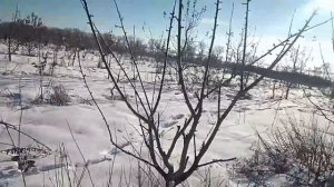 Черешня с формировкой KGB на проблемных сортах