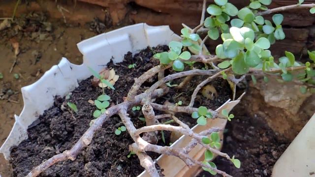 como está águas plantas no meu jardim ,🥰💗 смотреть онлайн