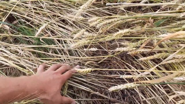 Одна из основных причин полегаемости озимой пшеницы смотреть онлайн