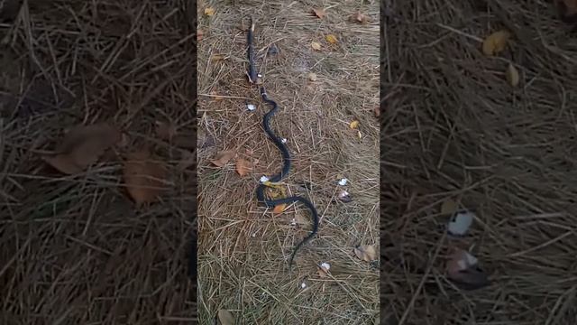 Ужак смотреть онлайн