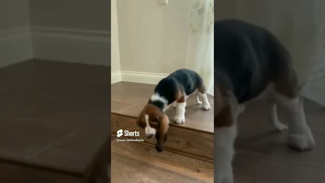 Изменение за пол года#бассет#юмор