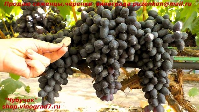 Виноград Кишмиш Атика грозди в 1 кг и выше, рано набирает сахар, ранний, вкусный любимец участка! смотреть онлайн