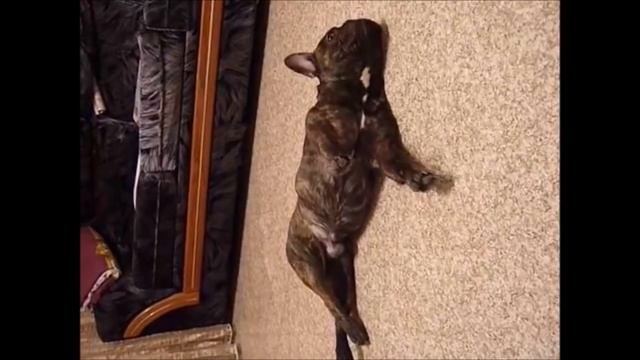 Французский бульдог # 15 смотреть онлайн