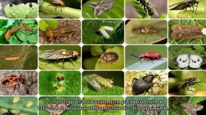 Инсектициды системного действия для плодовых деревьев — список и особенности применения