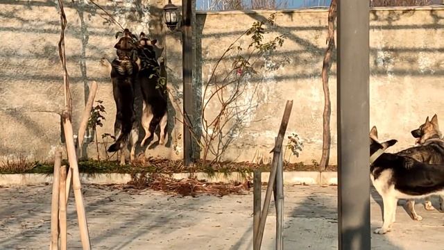 Under siege. / В осаде. смотреть онлайн