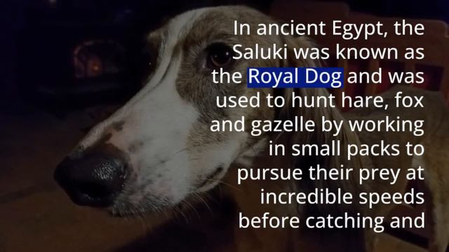 Saluki Dog breed 🔥🔥🔥 смотреть онлайн