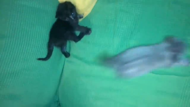 Gato vs gatito con gatos graciosos Luna y Estrella / Videos de gatitos chistosos смотреть онлайн