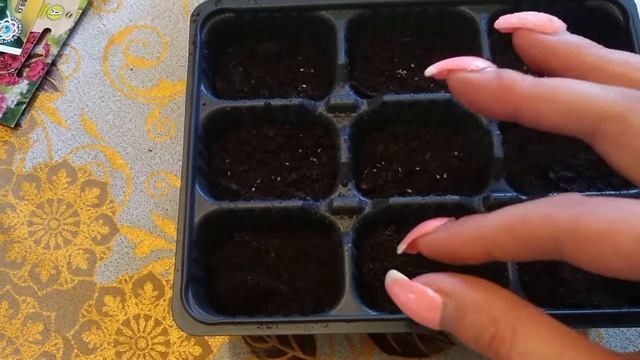 Маргаритка , Посадка , уход 100 % выращивания смотреть онлайн