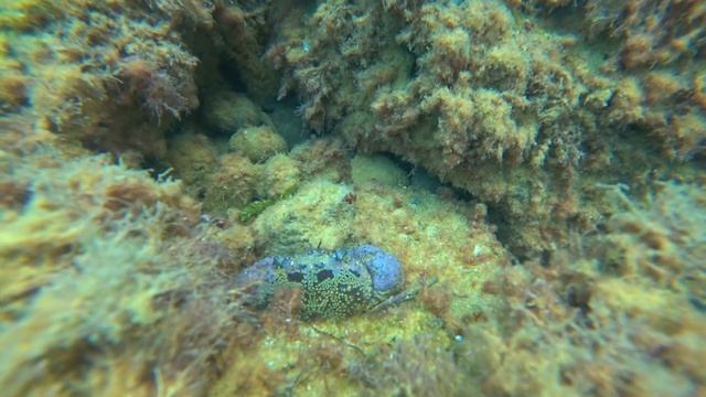 Сиреневый краб в чёрном море смотреть онлайн