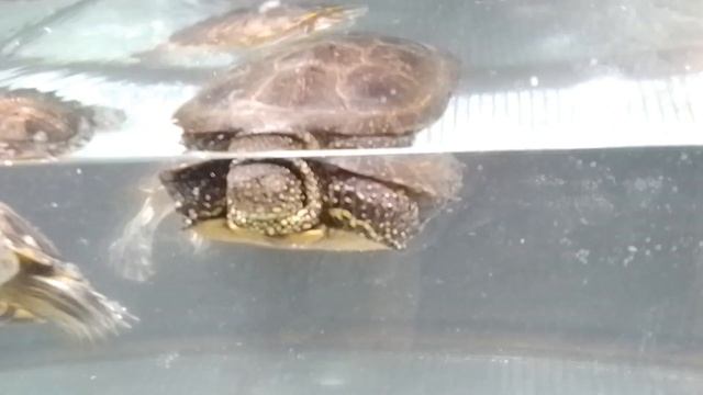 ПОСАДИЛ БОЛОТНУЮ ЧЕРЕПАХУ К КРАСНОУХИМ смотреть онлайн