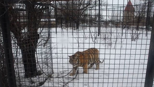 Тигры радуются приходу людей смотреть онлайн