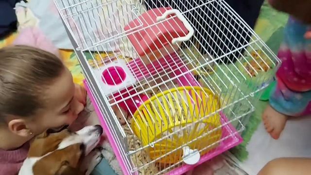 У нас пополнение!Купили Сирийского хомяка .Как его назвать???